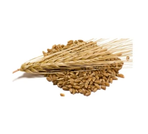 100% Malt Barley, Pearl Barley For Sale Animal Feed. 100% Barley Seeds