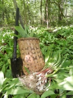 Pure Wild Leeks available