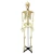 Import Medical life size real human skeleton for sale 180cm from China