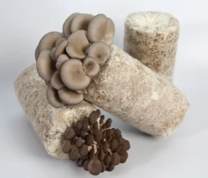 Oyster mushroom spawn growing bags