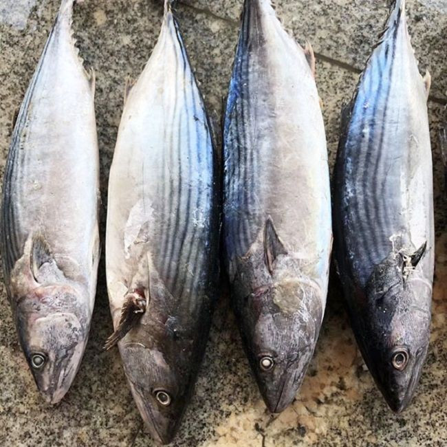 Buy Premium Grade Whole Tuna Fish For Sale/ Frozen Fresh Black Fin Tuna On Marketing Sales/fresh