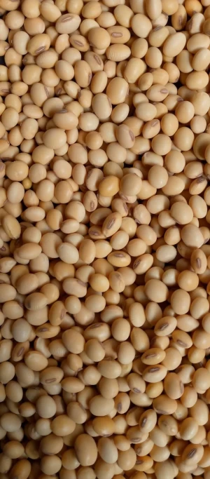 Brown Soybeans