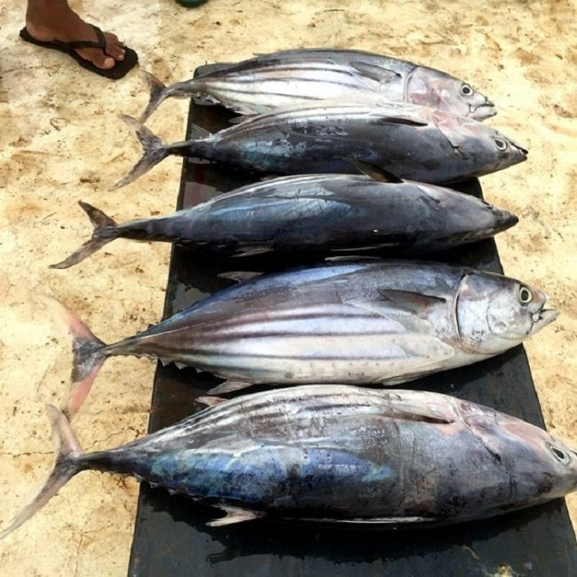 Buy Premium Grade Whole Tuna Fish For Sale/ Frozen Fresh Black Fin Tuna On Marketing Sales/fresh