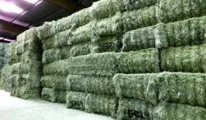 Pure Natural Alfalfa Hay and Pellets for Animal Feed