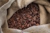 Good Quality Dried Grade A Cocoa, Cacao Beans in Best Price