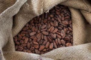 Good Quality Dried Grade A Cocoa, Cacao Beans in Best Price
