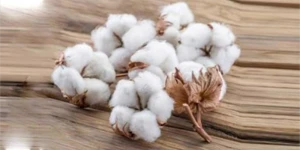 White Raw Cotton For Textile Industry for sale