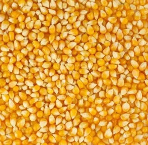 Yellow Maize (Corn)