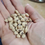 Bulk Wholesale Black Eyed Peas Available High Quality Black Eyed Peas With Pure Natural Taste
