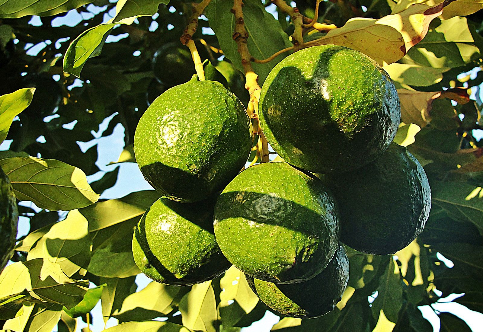 Kin Yan Avocado Buy Kenyan Hass Avocado 18-22 Count from Khalifa Trading Enterprise ...