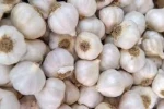 5.5 cm Factory Pure White Fresh Garlic Price/ bulk garlic for sale/ garlic from China
