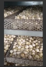 Candlenut