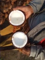 Semi-husked Coconut