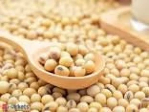 Natural and Non- GMO Yellow Soybean Seeds / Soybean / Soya beans High Quality Indian Origin Soybeans