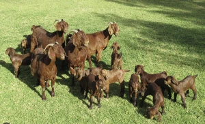 Buy Kalahari Red Goats For Sale from MOZAIC DISTRIBUTION, USA ...