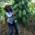 Import Fresh Papayas from Ecuador