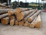 Teak round wood log / Forest Teak Wood /round log