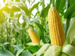 Top Quality High Protein Sweet Yellow Corn
