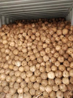 Premium Fresh Coconuts from Indonesia – High Quality, Competitive Price