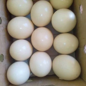 Ostrich Fresh Eggs