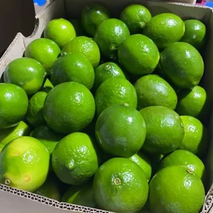 Fresh Lime from Ecuador