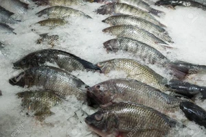 Cheap Grade A Tilapia Fillet Fishs Wholesale