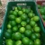 Import Fresh Lime from Ecuador from Ecuador