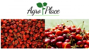 AgroPlace SRL