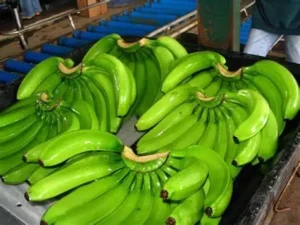 Green Philippine Cavendish Banana