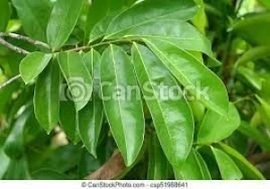 sour sop leaf