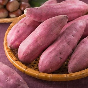 100% Fresh Sweet Potato from Vietnam