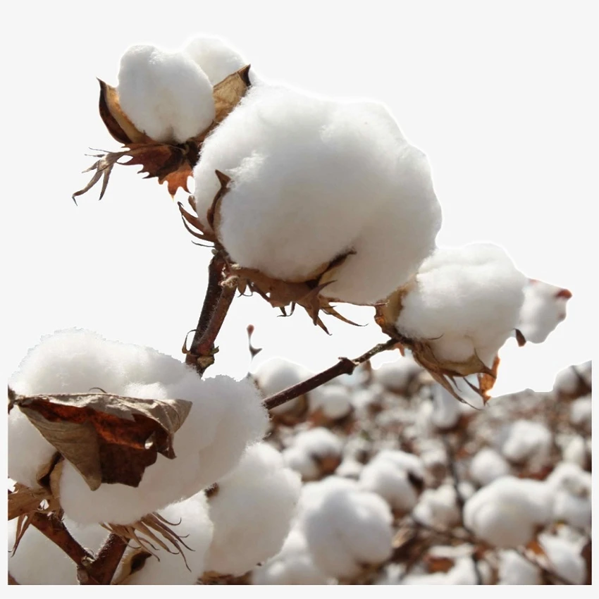 100% Natural  Cotton Exporter in Turkey