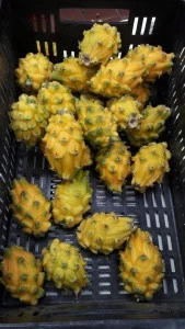 100% Natural Juicy Fresh Yellow Dragon Fruit Pitahaya Pitaya Fruit