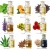 100% pure Natural plant essential clove oil