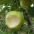Import 2020 New China Fresh Pear Farm Pear from China