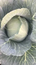 2021 Chinese Fresh Round Cabbage/Flat Cabbage/ Purple Cabbage with Gap Certificate Supplying All The Year Round