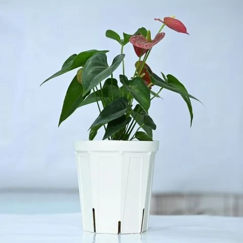 4 Sizes Plastic Home & Garden Nursery Flower Pots From Vietnam Manufacture  Pots Plant