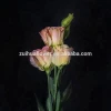 A variety of colors can be selected fresh flower lisianthus seeds