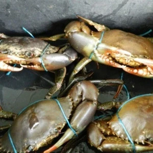 Affordable Fresh Frozen and Live Mud Crabs