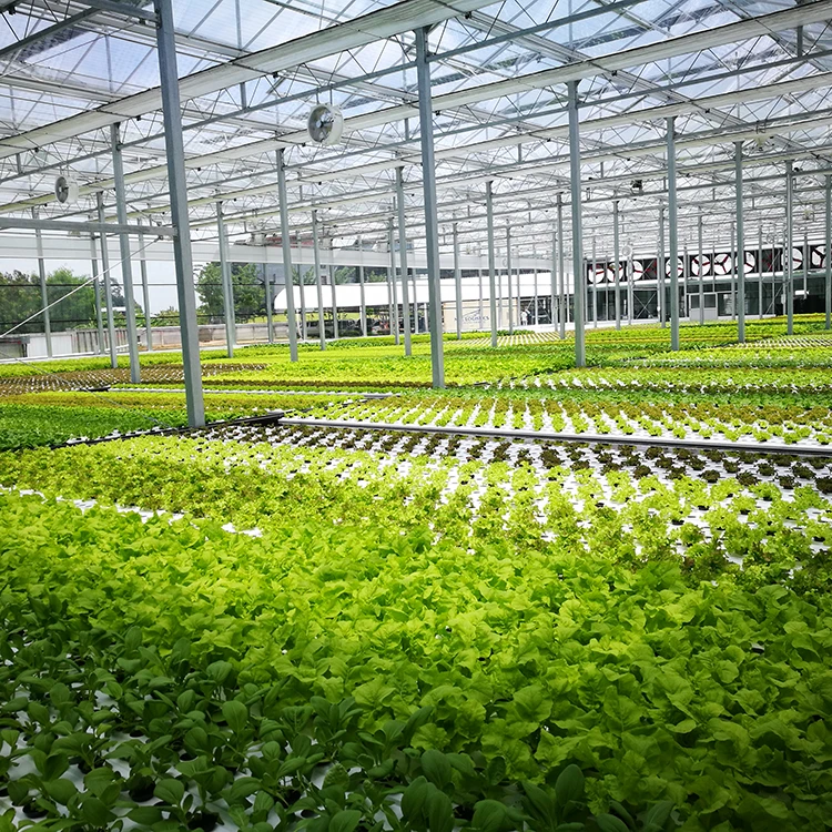 Agricultural glass cover hydroponic lettuce cultivation greenhouse