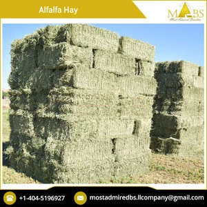 Animal Feed A+ Quality Alfalfa Hay with 0% Admixture