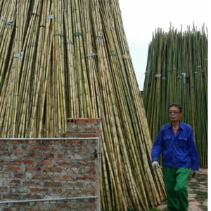 bamboo poles for construction & building materials