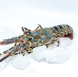 Best Quality Live/ Fresh / Frozen Wholesale Pearl Lobster IQF Bulk Packaging