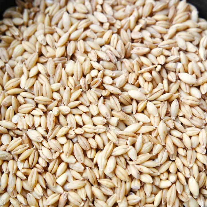 Bulk Malted Barley, Barley Grain Ready
