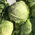Import Cabbages Fresh Cabbage Vegetable from South Africa