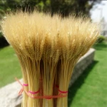 Celebrate the harvest Multicoloured dry wheat Grain rod