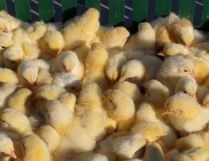 chick feed premix feed additive