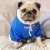 China factory wholesale hot selling famous spring dog clothes hoodies  pet sports clothing