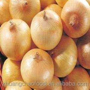 China yellow fresh onion
