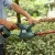 Import EAST 18v Cordless Dual Action  Hedge Trimmer Branch Blade Cutter Garden Tool Hedge Trimmer from China